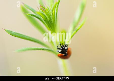 A Ladybird climbs a green plant whilst on a tree stump in a woodland forest in Northamptonshire UK on a beautiful summers evening. Stock Photo