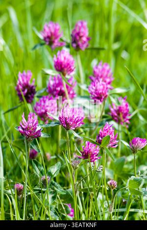 red clover, red clovers Stock Photo