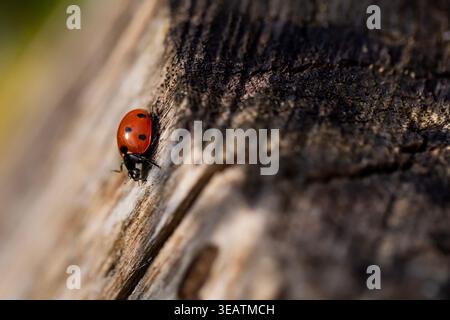 A Ladybird crawling along a tree stump in a woodland forest in Northamptonshire UK on a beautiful summers evening. Stock Photo