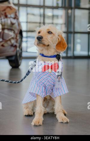 A terrier dog dressed in a striped shirt, red bowtie, and leash, sitting elegantly on the floor of a modern building. Stock Photo