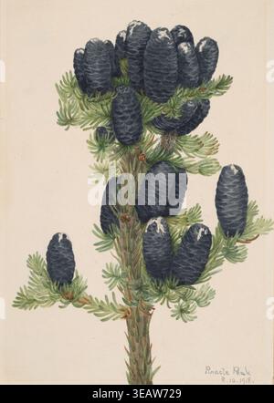 Historic botanical plate illustration of Alpine Fir (Abies lasiocarpa) with detailed cones and needles, painted by Mary Vaux Walcott in 1918 Stock Photo