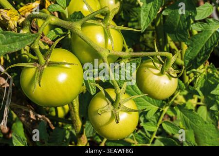 The tomatoes are ripe and ready to be picked," Green unripe tomatoes, tops. Stock Photo