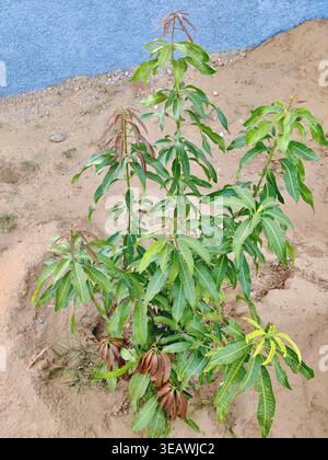 Top view of baby mango plant with symmetrical green leaves in soil Stock Photo