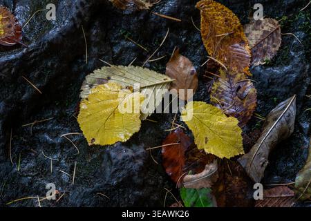 Bright yellow and brown autumn leaves scattered on dark wet rocks Stock Photo