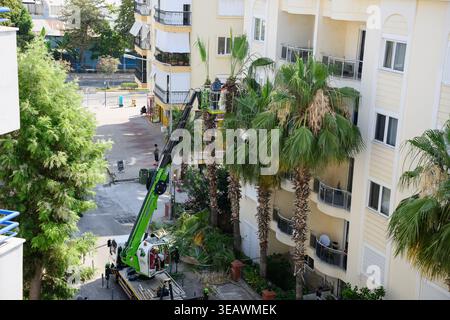 Turkey,22.06.2025 Professional gardeners pruning tall palm trees using hydraulic lift crane in city street, urban landscaping and maintenance, municipal gardening services, tree care, safety concept Stock Photo
