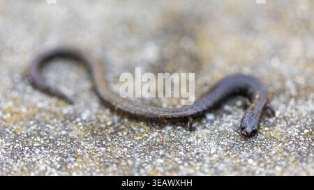California Slender Salamander spotted in city park. Los Altos, Santa Clara County, California. Stock Photo