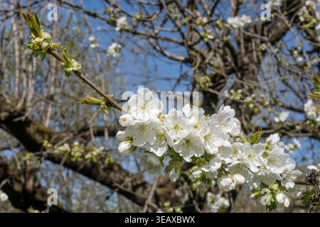 detail of blossoming branch of cherry-tree, shot in bright spring light in orchard near Stuttgart, Baden Wuttenberg, Germany Stock Photo