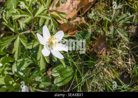detail of white blossoming Anemone sylvestris on green ground, shot in bright spring light in orchard near Stuttgart, Baden Wuttenberg, Germany Stock Photo