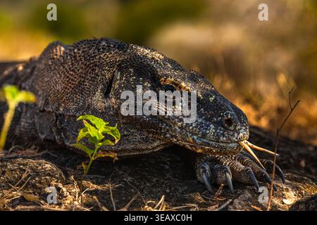 Komodo dragon with the forked tongue sniff air. Close up portrait. The ...