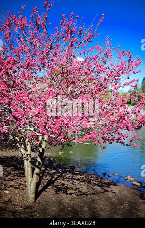 A pink Japanese cherry blossom tree blooming on a lake Stock Photo