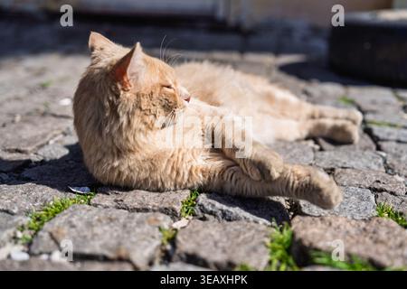 Ginger stray cat sunbathing on old cobblestone pavement in batumi, georgia, peacefully resting and enjoying warm summer sunlight, quiet urban wildlife Stock Photo