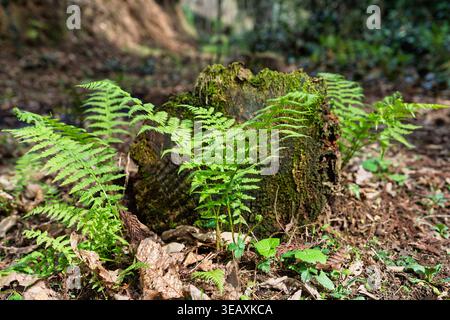Bright green ferns emerge from the forest floor, surrounding a weathered, moss-covered tree stump, symbolizing new growth and regeneration in a natura Stock Photo