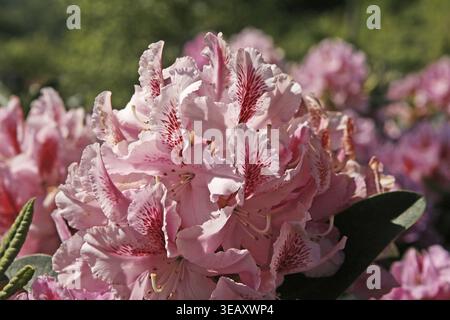 Rhododendron 'Furnivall's Daughter' in bloom in a garden Stock Photo - Alamy