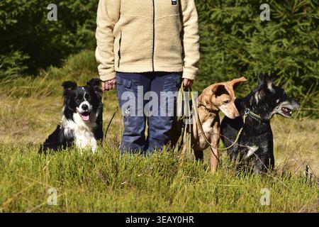 Dog owner with three sitting animal welfare dogs standing on a leash in the forest, Rhineland-Palatinate, Germany Stock Photo