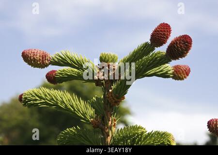 Picea abies' Inversa ' Stock Photo