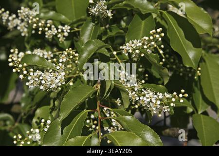 Prunus serotina, late grape cherry Stock Photo