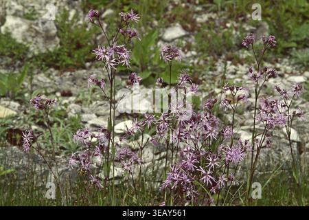 Lychnis flos-cuculi, cuckoo light carnation Stock Photo