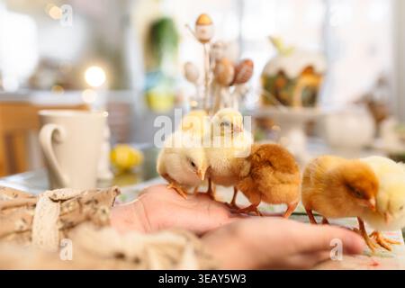 Easter table with traditional cake and cute chicks Stock Photo