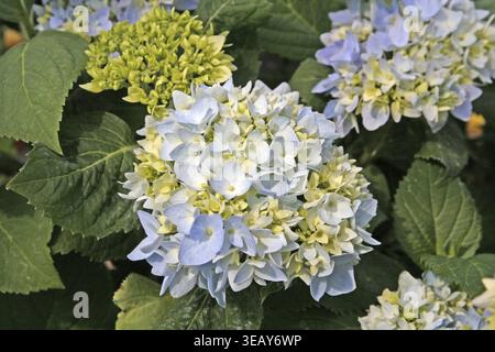 Hydrangea macrophylla 'Bailmer' Stock Photo