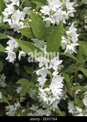 Deutzia gracilis, dainty deutzie Stock Photo