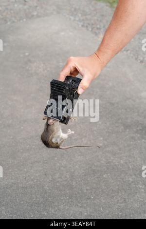 Human hand holding a snap trap with a dead common rat Stock Photo