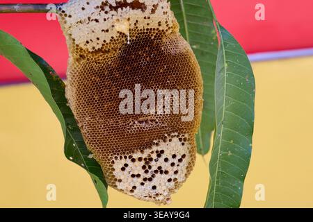 Bees with honeycomb on tree branch Stock Photo