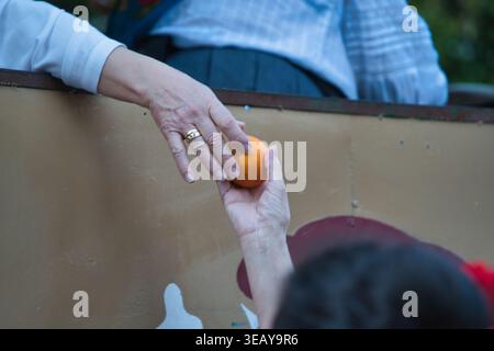 A woman's hand hands an orange to another. Stock Photo