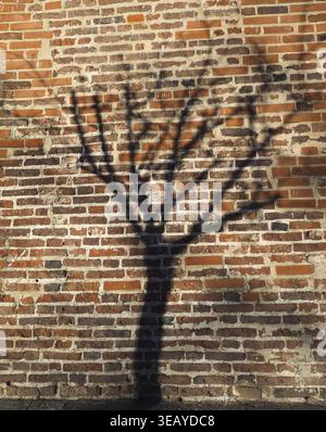 Shadow of a tree on a red brick wall useful as a background Stock Photo