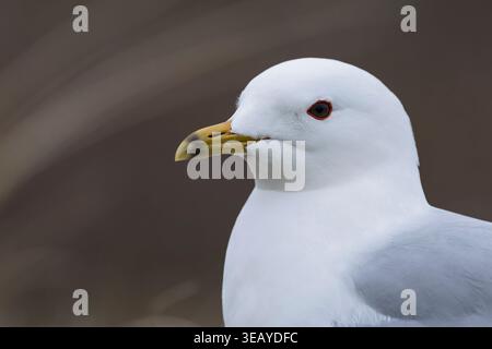 Portrait of an adult common gull (Larus canus) found in the dunes of Texel in the Netherlands Stock Photo