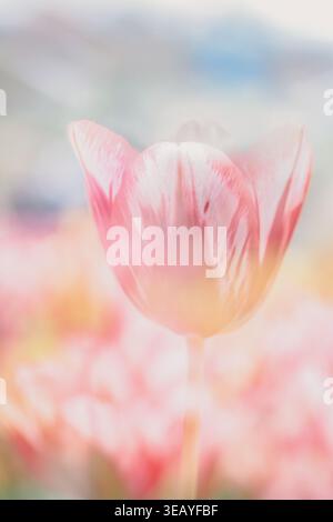 Soft focus tulip in pastel tones with copy space Stock Photo