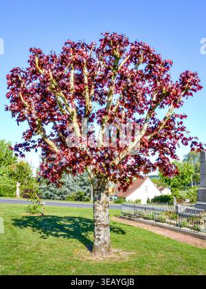 Norway Maple (Acer platanoides) "Crimson King" with purple-red leaves in Spring - Preuilly-sur-Claise, Indre-et-Loire (37), France. Stock Photo