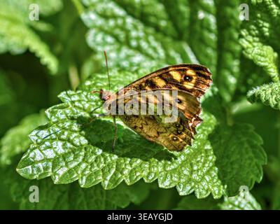 Wall Brown Butterfly (Lasiommata megera) resting on Melissa (Melissa officianalis) herb leaf in countryside garden - central France. Stock Photo