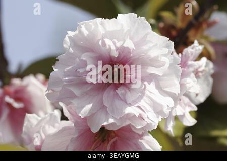 Prunus serrulata 'Kanzan', Japanese clove cherry - Prunus serrulata 'Kanzan', Japanese cherry, Japanese flowering cherry, hill cherry, oriental cherry Stock Photo