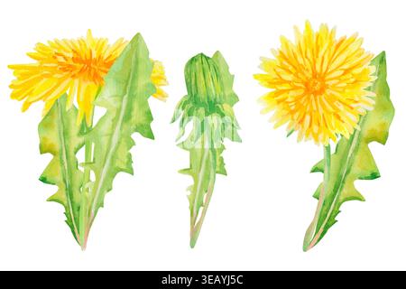 Watercolor set of three dandelions on white. Perfect for botanical collages, spring stationery, and garden prints. Stock Photo