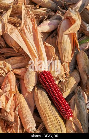 Red maize cob on dried corn husks after harvest, showcasing an heirloom crop and traditional agriculture in rural northern Italy. Stock Photo