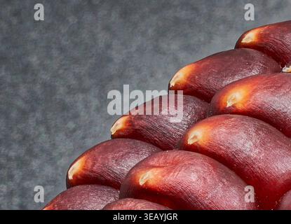 Close up of red corn kernels with glossy texture, agricultural background highlighting organic food and traditional crop production. Stock Photo