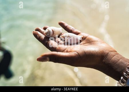 Hand holding two white seashells over clear shallow red sea water at marsa alam, collecting natural treasures on a sunny summer beach vacation in egyp Stock Photo