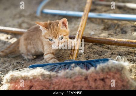Ginger tabby kitten engaging playfully with a broom handle and brush on the hard-packed sand, exploring its surroundings in the hamada landscape of ma Stock Photo