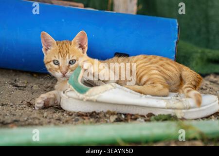 Ginger kitten enjoying playtime with an old white shoe on the ground, stretching its paw while looking directly at the viewer, captured outdoors in ma Stock Photo