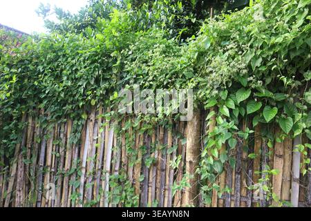 Traditional Fence Design Using Bamboo And Plants In The Yard Stock Photo