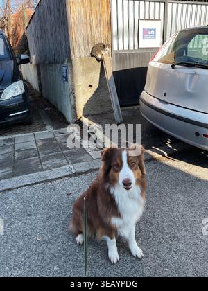Australian shepherd dog sitting on street near parked cars and watching cat on wall, urban pet interaction and attention concept. Stock Photo