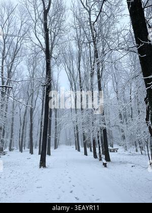 Snowy forest path with footprints leading through misty winter trees. Calm landscape showing solitude and quiet winter nature. Stock Photo