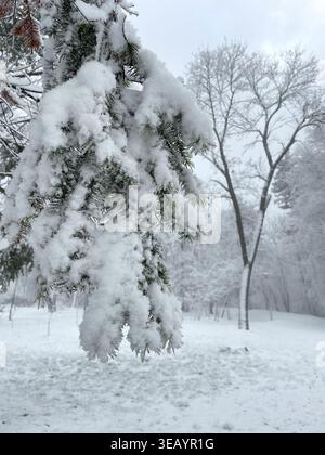 Close view of pine branches covered with fresh snow in winter forest. Detailed natural texture showing cold season and outdoor environment. Stock Photo