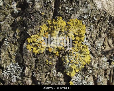 Quercus macrocarpa, large-fruited oak with tree lichens - Bur oak, Burr oak, Mussycup oak, Scrub oak, Mossy-overcup oak with tree lichen Stock Photo