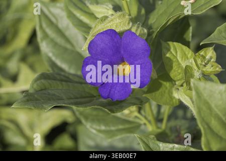 Thunbergia Battiscombei, Thunbergia Battiscombei, Blue Boy, Blue Glory, Bengal Clock Vine, Blue Trumpet Vine Stock Photo