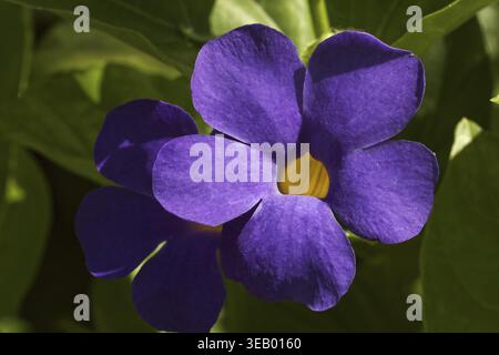 Thunbergia Battiscombei, Thunbergia Battiscombei, Blue Boy, Blue Glory, Bengal Clock Vine, Blue Trumpet Vine Stock Photo