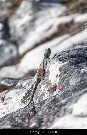 Small beautiful cute colorful lizard in wild nature on stone. Reptile yellow brown color body, turquoise blue green head. Summer animal wildlife backg Stock Photo