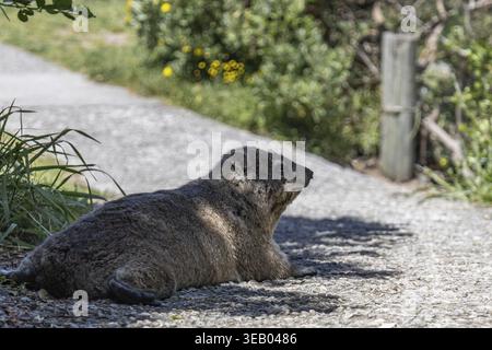 Rock hyrax resting on footpath in the shade of tree. Procavia capensis. cape hyrax, Afrotheria animals. South Africa. Species of Afroasiatic mammal. C Stock Photo