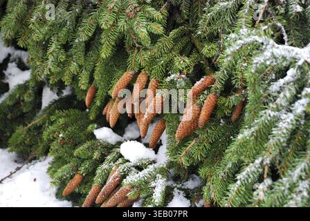 Snow-covered pine branches with brown cones in winter forest scene Stock Photo