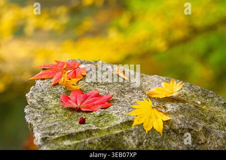 Fallen maple leaves lying on a stone in the park. High quality photo Stock Photo